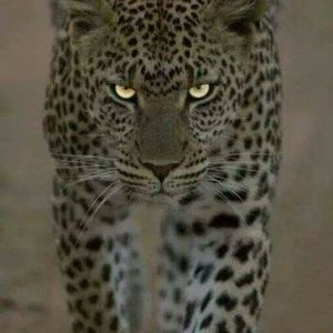 Meet your Posher, Joyce